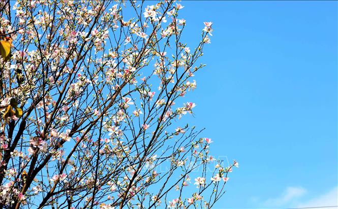 Hoa ban thường bắt đầu nở từ khoảng giữa tháng 2, đến tháng 3 là thời điểm hoa nở rộ nhất.