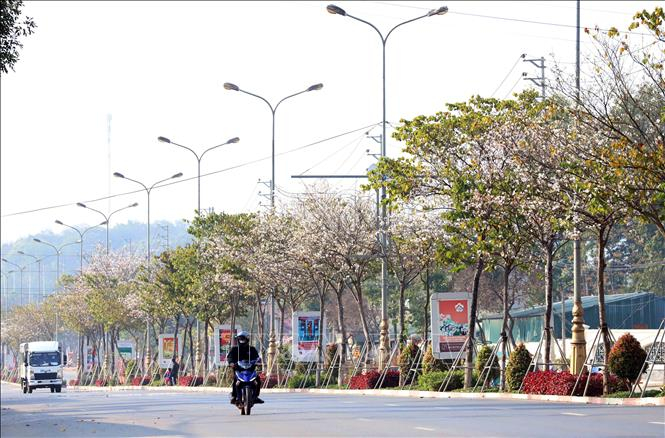 Hoa ban được trồng dọc tuyến Quốc lộ 6 đoạn vào đầu thành phố Sơn La.