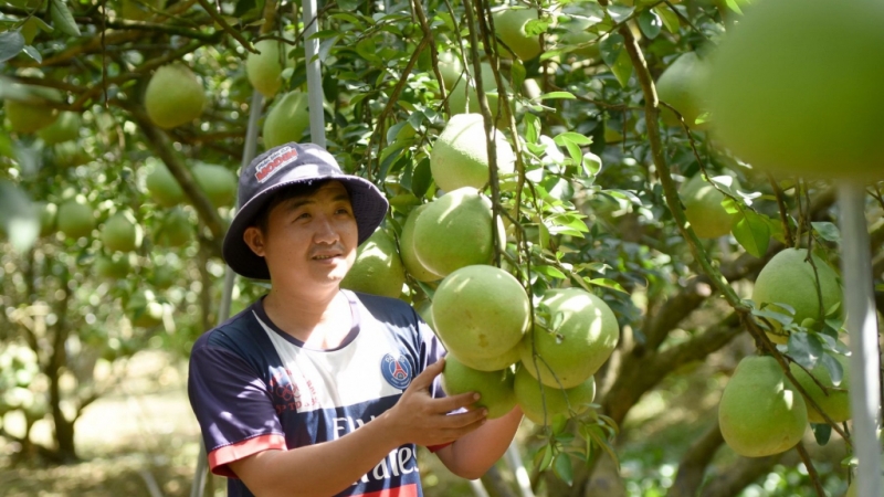 Anh Nguyễn Văn Khoa, chủ vườn bưởi hơn 2.000m2 tại ấp Vĩnh Hiệp, xã Tân Bình, huyện Vĩnh Cửu cho biết, khoảng 10 ngày nữa sẽ xuất bán lứa bưởi Tết của mình.