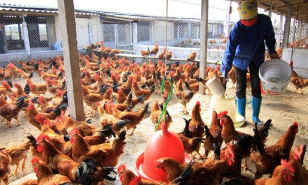 Chăn nuôi gà đối mặt khủng hoảng thừa