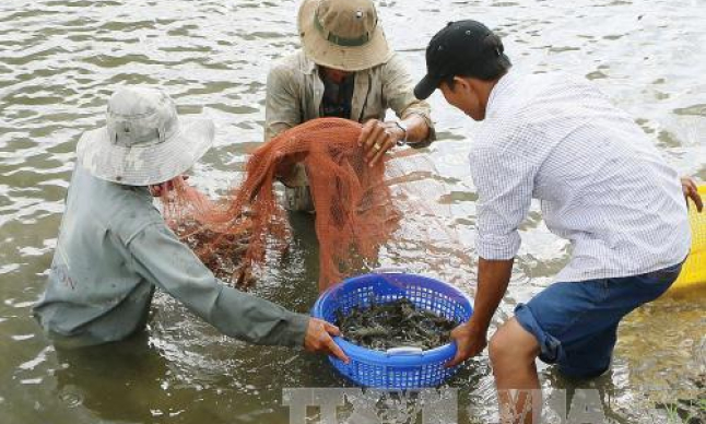 Giá tôm nguyên liệu trong nước giảm nhẹ