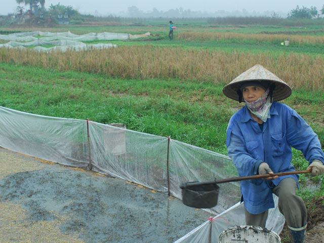 nang vu dong thanh vu chinh o mien bac: co the thu duoc 25.000 ty dong hinh anh 1