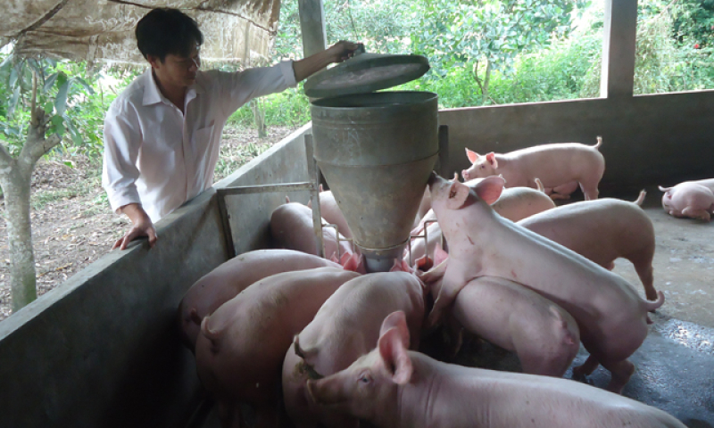 Cần Giuộc: Xây dựng mô hình chăn nuôi heo nái sinh sản theo hướng an toàn sinh học