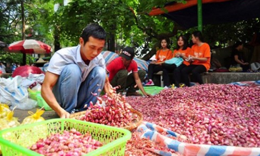 Thương lái ép giá, nông dân Lý Sơn tự đem hành tỏi ra Hà Nội bán