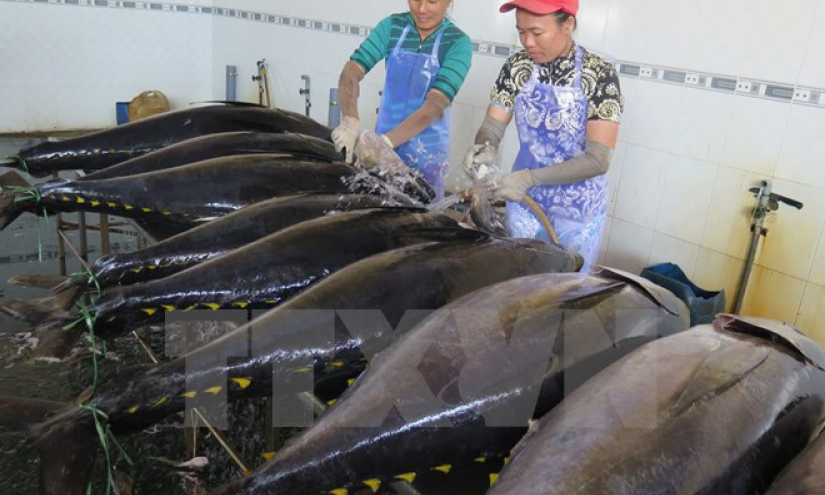 Chuyên gia Nhật Bản cùng ngư dân Bình Định ra khơi câu cá ngừ