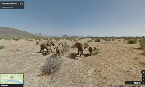 Bảo vệ voi châu Phi bằng Google