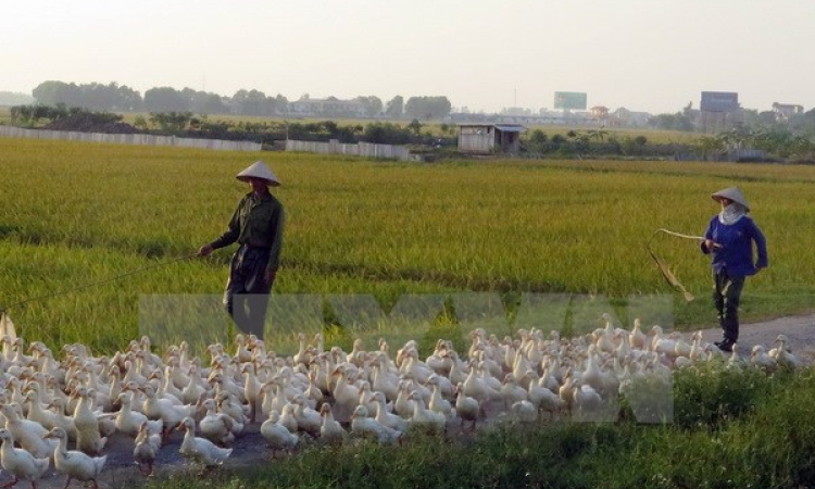 Nam Định chính thức công bố có dịch cúm gia cầm H5N6