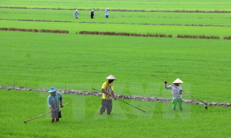 Chủ động các biện pháp bảo vệ lúa đông xuân 2016