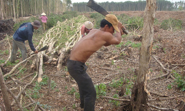 Long An : Tìm giải pháp cứu rừng tràm