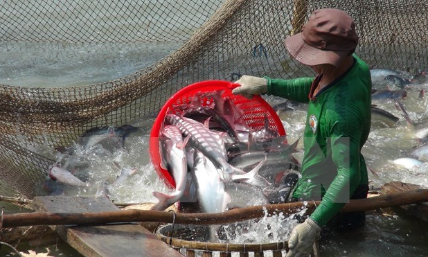 Việt Nam thất vọng vì Hoa Kỳ triển khai giám sát cá tra và cá basa