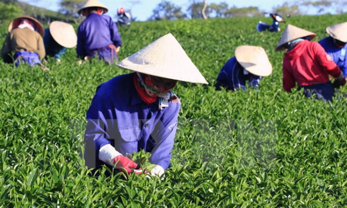 Không tìm ra thị trường xuất khẩu, ngành chè Lâm Đồng lao đao