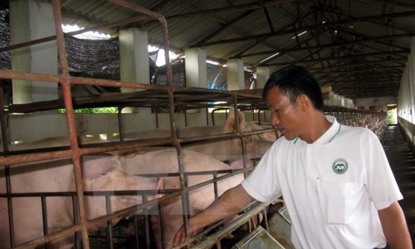 Tây Ninh cấm không cho xuất chuồng 500 con lợn có chất tạo nạc