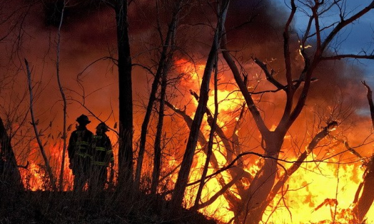 Cháy rừng gây thiệt hại lớn về người và của ở Nam Australia