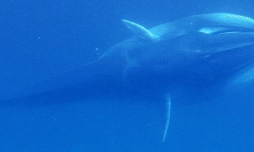 Lộ diện loài cá voi bí ẩn nhất thế giới