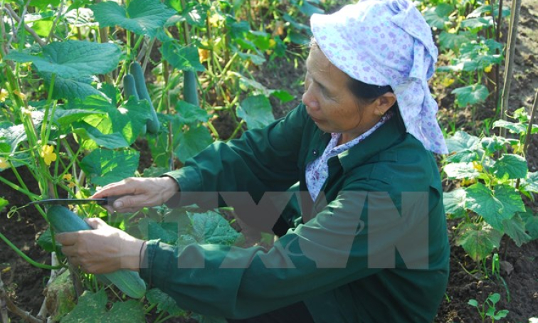 Điện Biên: Mô hình rau sạch giúp dân tái định cư phát triển kinh tế