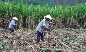Giá tăng cao, nông dân Cà Mau tiếc vì đốt mía