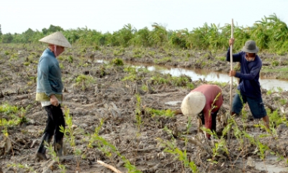 Năm 2020: Long An trồng khoảng 25.000 hecta cây phân tán