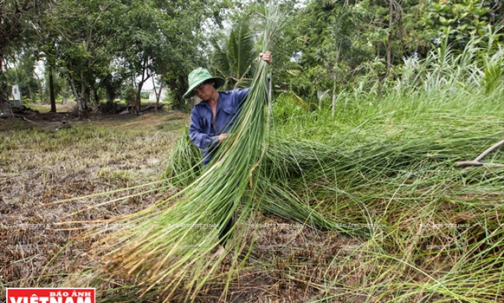 Nghề dệt chiếu bên vàm Nhựt Tảo