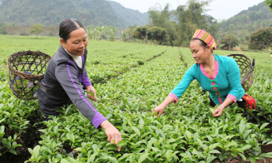 Hơn 51.000 thanh niên xung phong được vay vốn ưu đãi