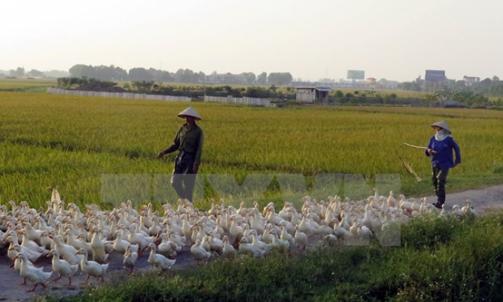 Cảnh giác dịch bệnh mùa đông xuân