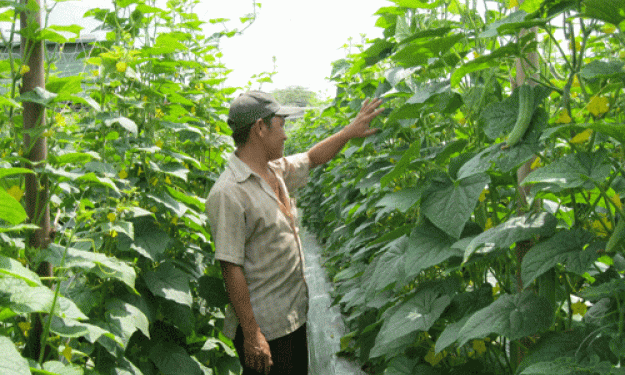 Tân Thạnh: Hiệu quả mô hình trồng rau màu