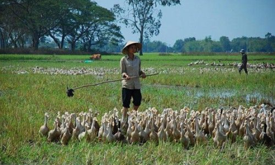 TPTA: Nguy cơ dịch cúm A H5N1 từ đàn vịt chạy đồng