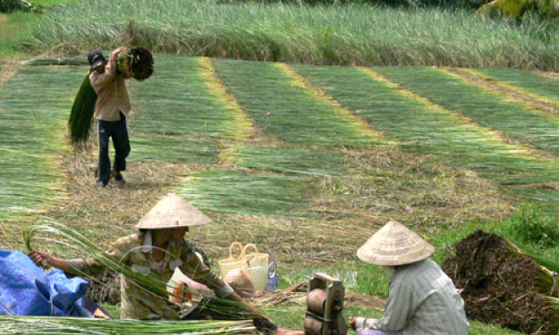 Giá cây lát ở Cần Đước tăng cao ngay từ đầu vụ-nông dân phấn khởi