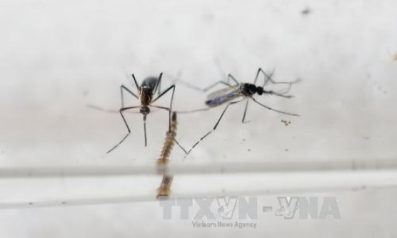 Giám sát phát hiện các trường hợp nghi nhiễm virus Zika