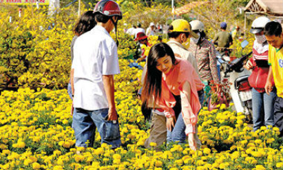 Nhộn nhịp chợ hoa xuân 2016