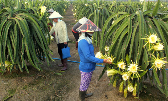 Châu Thành: Triển khai kế hoạch sản xuất nông nghiệp năm 2016