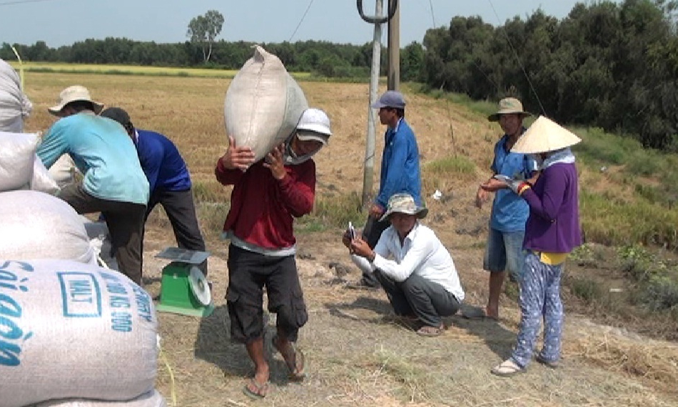 Mộc Hóa: Gía lúa tăng nông dân cười ra nước mắt