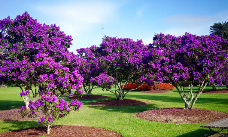 Sydney tháng 3, mùa thu tím màu tím hoa mua