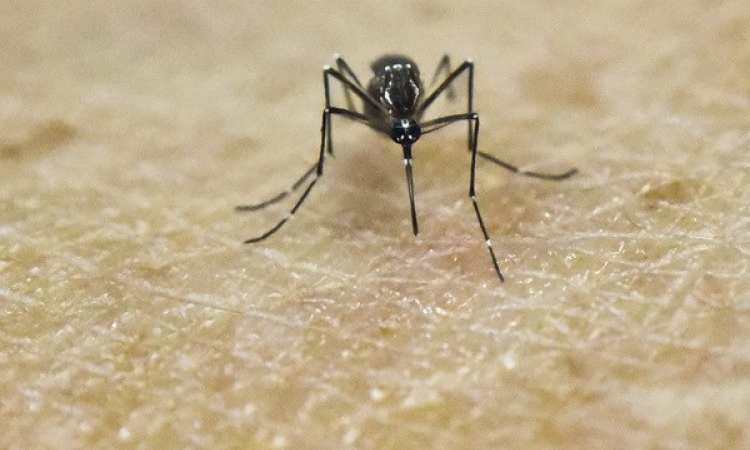 Panama ghi nhận trường hợp tử vong đầu tiên do virus Zika
