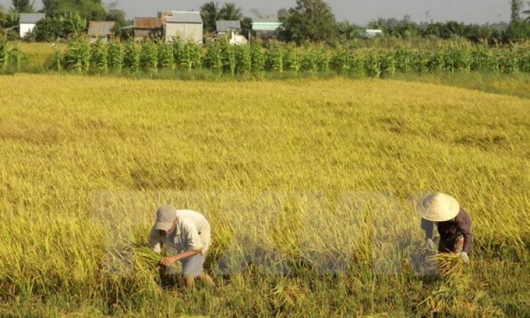 Tây Ninh: Lúa ven sông Vàm Cỏ Đông được mùa, được giá