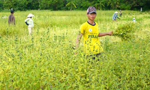 Hiệu quả từ chủ động chuyển đổi cây trồng chống hạn