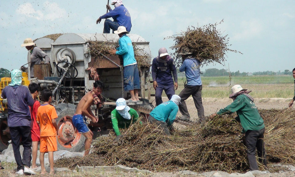 Tân Hưng: Cây mè cần sớm tìm đầu ra ổn định