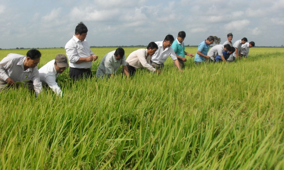 Tân Hưng: Nông dân tăng lợi nhuận từ cánh đồng 1 phải 5 giảm