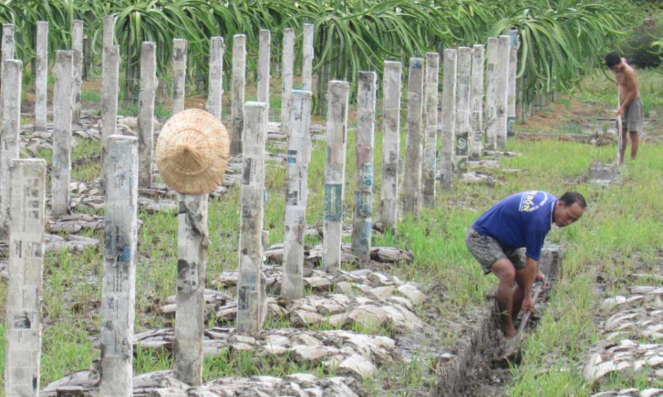 Long An: Chuyển đổi cơ cấu cây trồng, vật nuôi phù hợp với biến đổi khí hậu