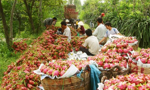 Châu Thành: Thanh long được giá, nông dân phấn khởi