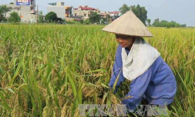 Để dành nước, Khánh Hòa dừng canh tác 2.000 ha lúa