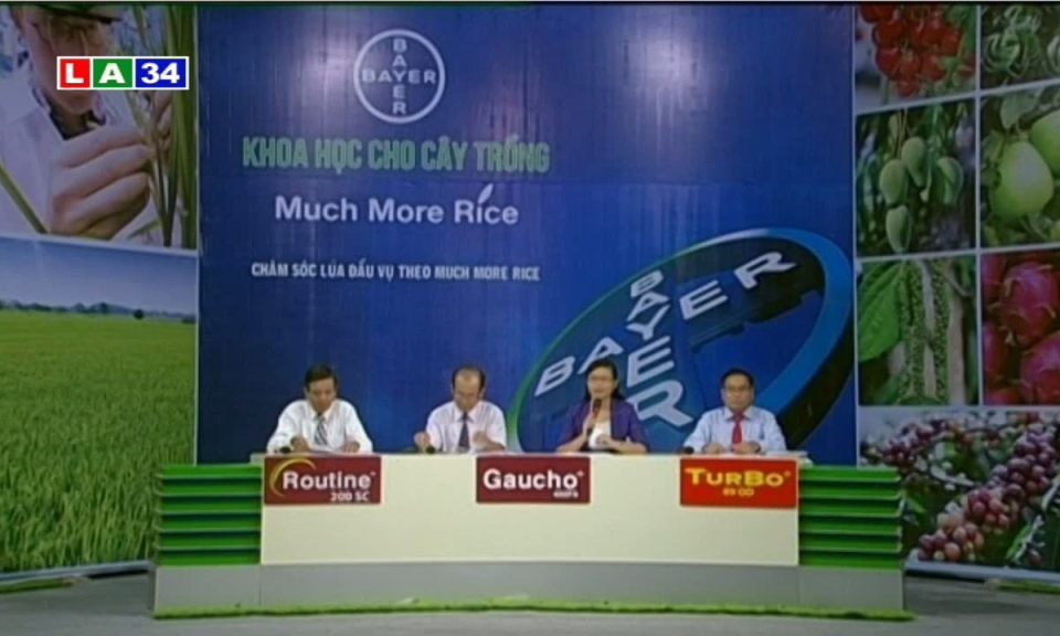 Chăm sóc lúa đầu vụ theo much more rice