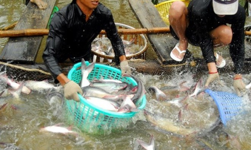 Tăng cường kiểm tra các quy định về nuôi cá lồng để giảm thiệt hại