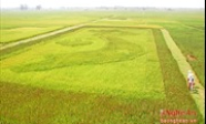 Độc đáo tấm bản đồ Việt Nam từ &#8220;lúa thảo dược&#8221;