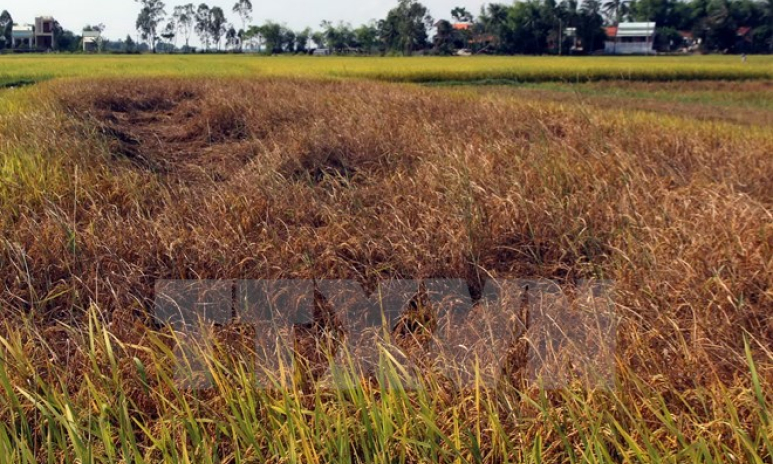 Gần 8.000ha lúa Đông Xuân ở Quảng Bình bị sâu bệnh phá hại