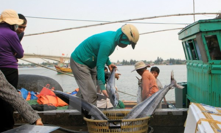 Hơn 100 tàu của ngư dân Quảng Trị tiếp tục vươn khơi, bám biển