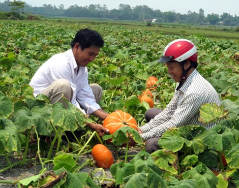 Không có chuyện đưa 1.000 kỹ sư trẻ về làm giám đốc HTX