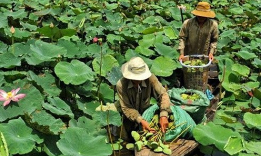 Nông dân trồng sen lấy gương mang lại hiệu quả kinh tế