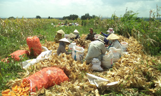 Long An phát triển mô hình trồng bắp lai