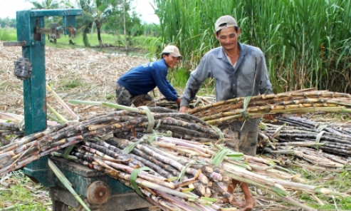 Khổ vì nợ tiền mía