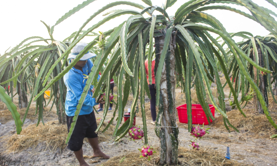 Thủ Thừa: Phát triển diện tích trồng thanh long